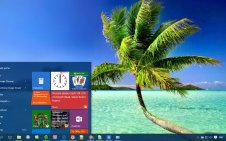 Palm Tree win10 theme