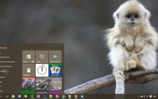 Monkey win10 theme