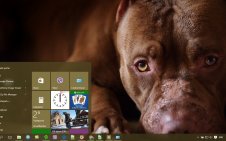 Pitbull win10 theme