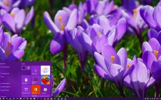 Flowers (Dual Monitor) win10 theme