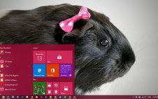 Pet Guinea Pigs win10 theme