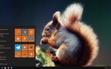 Squirrel win10 theme