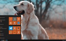 Golden Retriever win10 theme