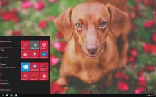 Dachshund win10 theme