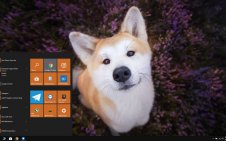 Shiba Inu win10 theme