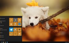 Samoyed win10 theme