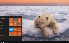 Polar Bear win10 theme
