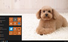 Poodle win10 theme