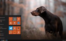 Doberman win10 theme