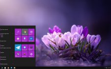 Crocus win10 theme