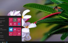 Frangipani win10 theme