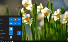 Daffodil win10 theme