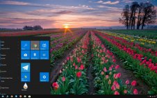 Tulip win10 theme