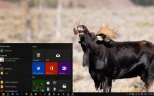 Moose win10 theme