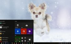 Chihuahua win10 theme