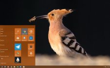 Hoopoe win10 theme