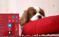 King Charles Spaniel win10 theme