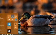 Mallard win10 theme