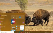 American Bison win10 theme