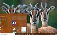 Antelope win10 theme