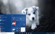 Australian Shepherd win10 theme