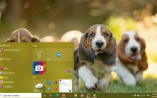 Basset Hound win10 theme