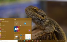 Bearded Dragon win10 theme