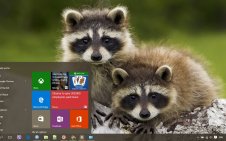 Raccoon win10 theme