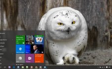 Snowy Owl win10 theme