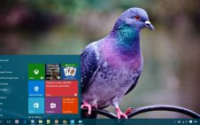 Pigeon win10 theme