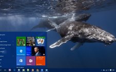 Whale win10 theme