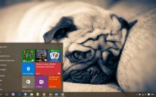 Pug win10 theme