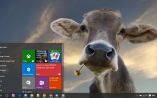 Cow win10 theme