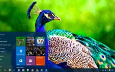 Peacock win10 theme