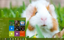 Guinea Pig win10 theme