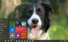 Border Collie win10 theme