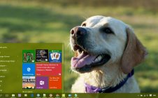 Labrador Retriever win10 theme