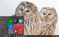 Barred Owl win10 theme