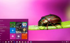 Beetle win10 theme