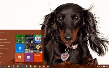 Dachshund win10 theme