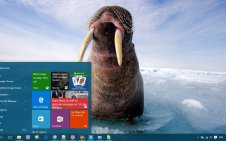 Walrus win10 theme