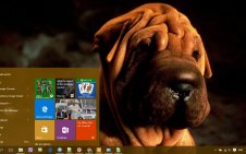 Shar Pei win10 theme