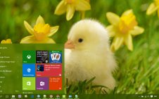 Chicken win10 theme