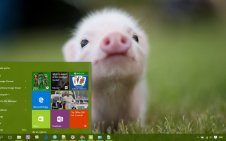 Pig win10 theme