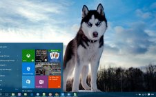 Siberian Husky win10 theme