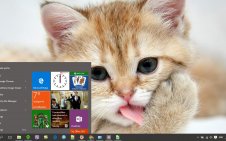 Сat win10 theme