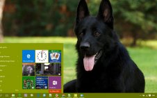 Dog win10 theme