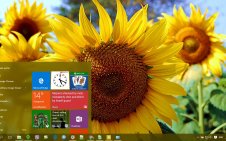 Sunflower win10 theme