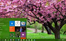 Cherry Blossom win10 theme