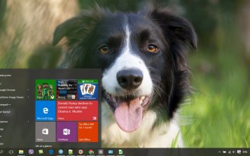 Border Collie Theme Desktop